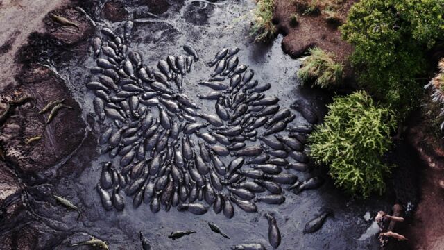 Vignette du programme télé Les clans sauvages du parc de Katavi