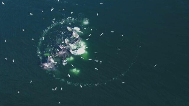 Vignette du programme télé Les super-prédateurs des mers