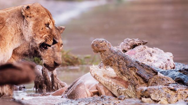 Vignette du programme télé Les clans sauvages du parc de Katavi - Saison 1