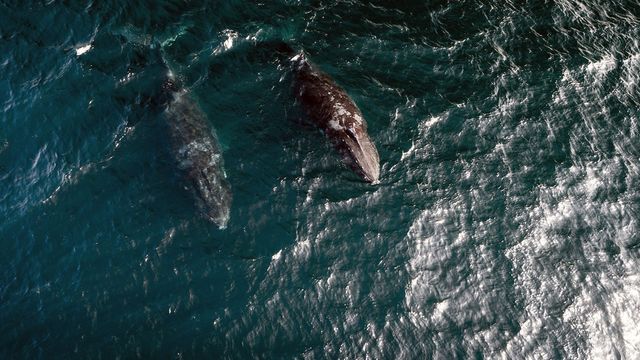 Vignette du programme télé Oman sauvage : Loups et baleines à bosse