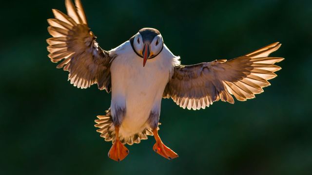 Vignette du programme télé Les oiseaux : Champions des airs