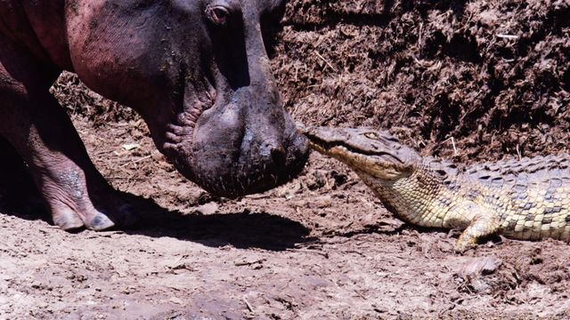 Vignette du programme télé Les clans sauvages du parc de Katavi - Saison 1