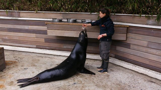 Vignette du programme télé Une saison au zoo - Saison 9