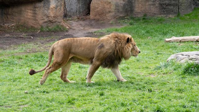 Vignette du programme télé Une saison au zoo - Saison 9