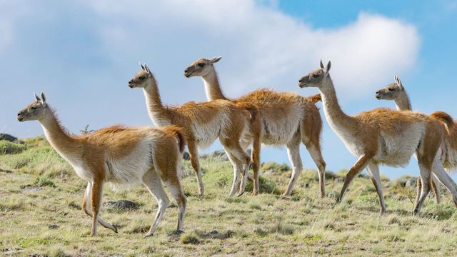 Vignette du programme télé Merveilles de la nature - Saison 1