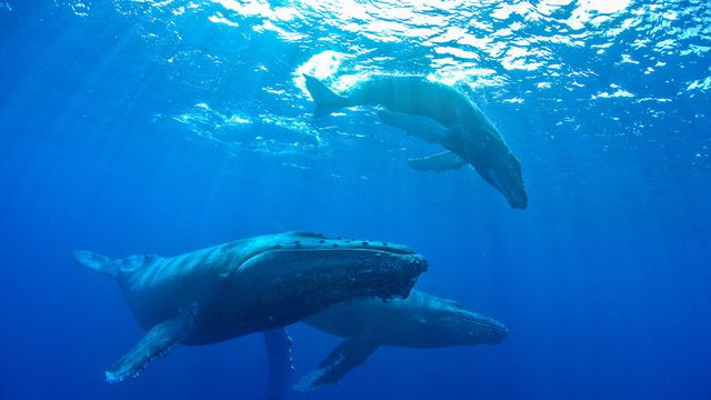 Vignette du programme télé La sagesse des baleines