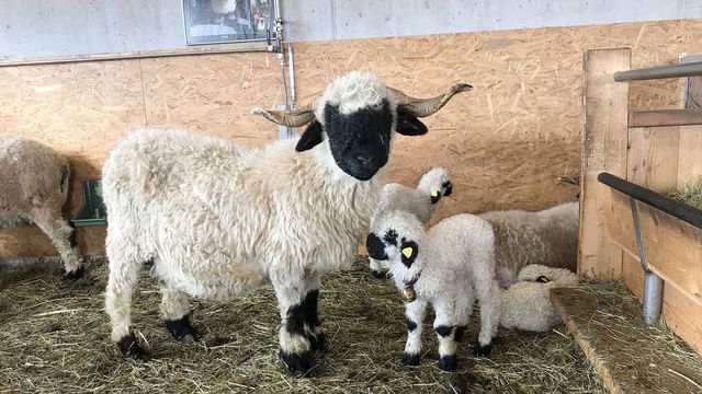 Vignette du programme télé Moutons blancs, nez noirs : les chouchous du Valais