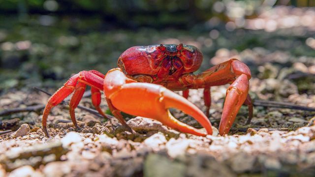 Vignette du programme télé Les mille et un crabes de l'île Christmas