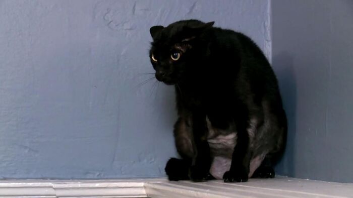 Vignette du programme télé Hell's Cat : mon chat est un cauchemar