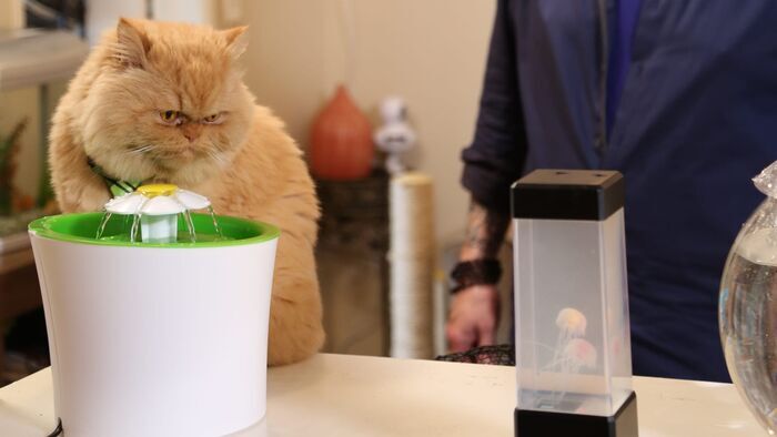 Vignette du programme télé Hell's Cat : mon chat est un cauchemar