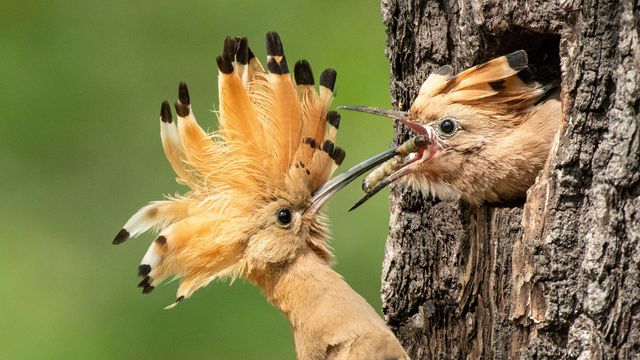 Vignette du programme télé Une place pour la nature