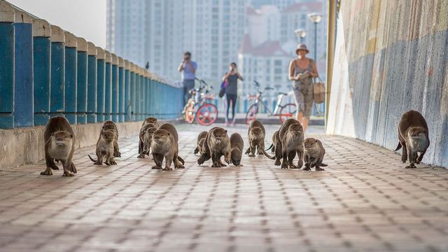 Vignette du programme télé Des animaux dans la ville
