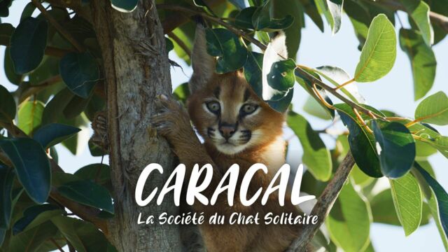 Vignette du programme télé Caracal : La société du chat solitaire