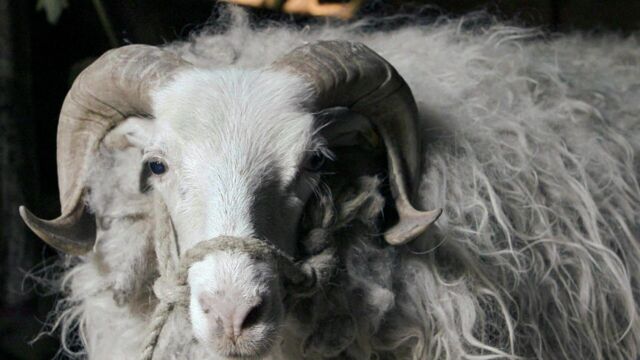 Vignette du programme télé Histoire de la domestication