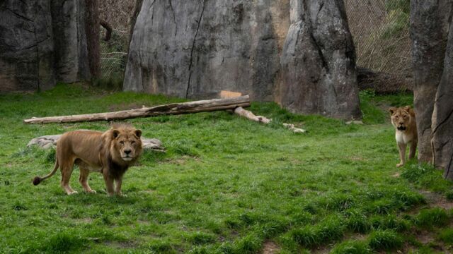 Vignette du programme télé Une saison au zoo
