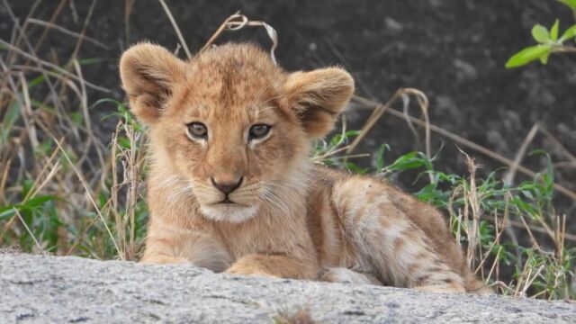 Vignette du programme télé Une saison au zoo
