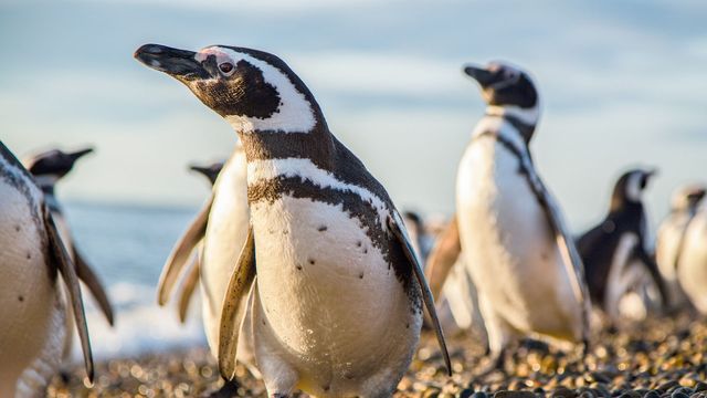 Vignette du programme télé Les derniers paradis sauvages - Saison 1