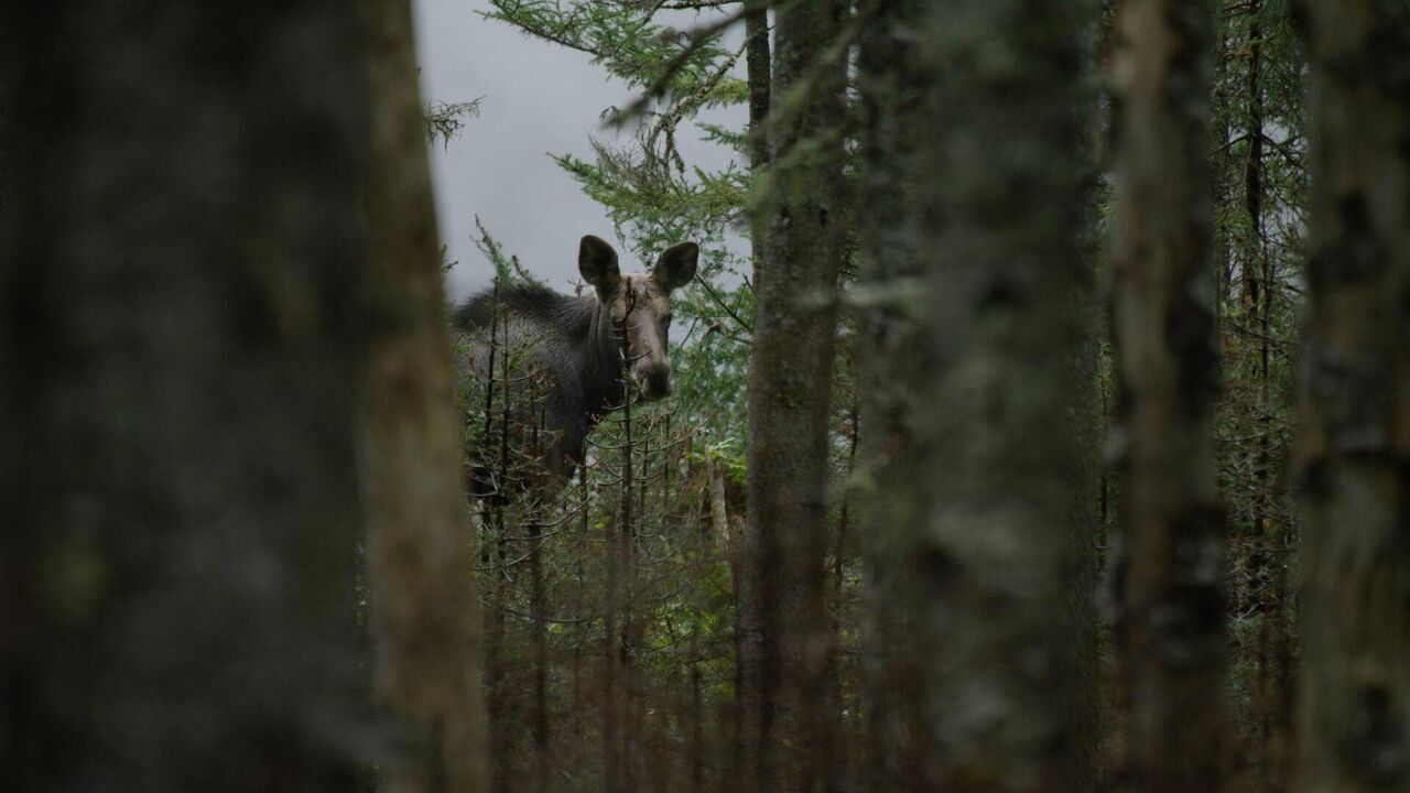 Vignette du programme télé Des animaux et des arbres