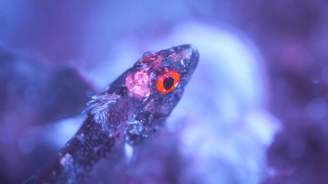 Vignette du programme télé La vie en fluo : Briller pour survivre