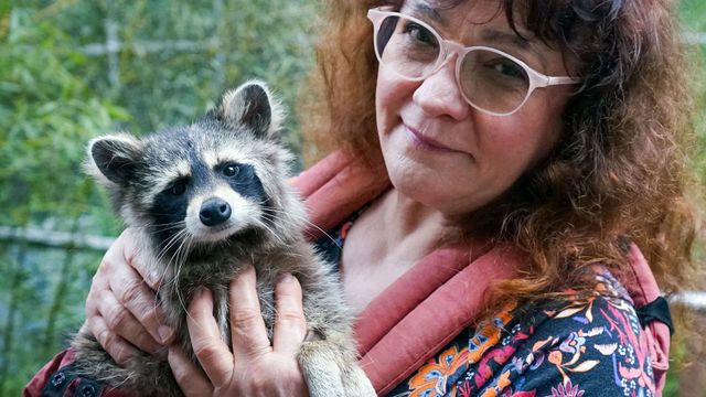Vignette du programme télé Les ratons laveurs, nos nouveaux voisins ?