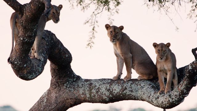 Vignette du programme télé Les clans sauvages du parc de Katavi - Saison 1