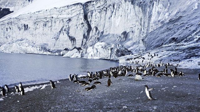 Vignette du programme télé Les métamorphoses du continent blanc