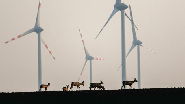 Vignette du programme télé Animaux et humains, la Terre en partage