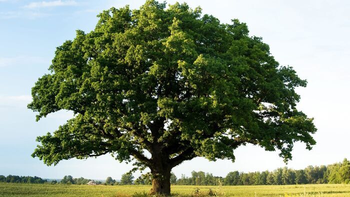 Vignette du programme télé La civilisation des arbres