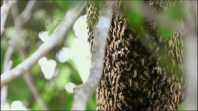 Vignette du programme télé Les maîtres des abeilles