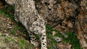 Vignette du programme télé Panthère des neiges de l'Himalaya