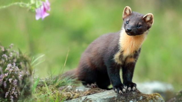 Vignette du programme télé Natura Europa - Saison 1