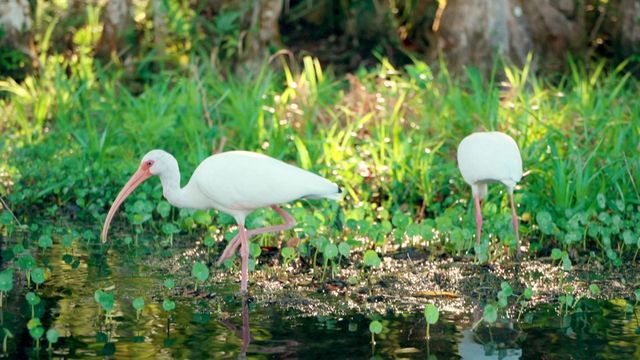 Vignette du programme télé Destination nature : la Floride - Saison 1