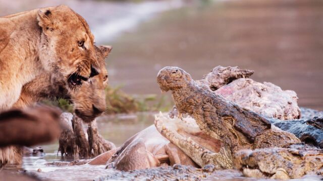 Vignette du programme télé Les clans sauvages du parc de Katavi