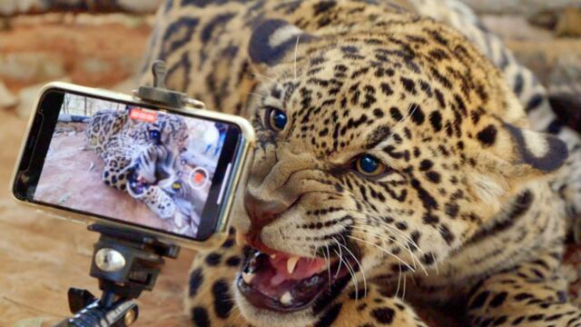 Vignette du programme télé Brésil, sur la piste des jaguars