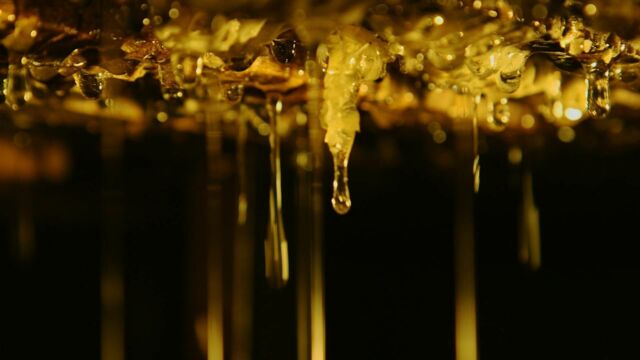 Vignette du programme télé Les maîtres des abeilles