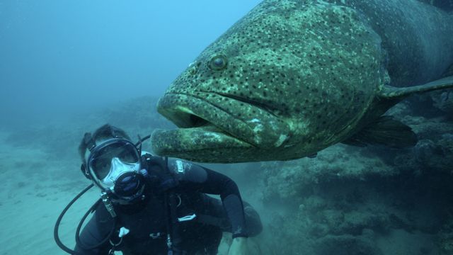 Vignette du programme télé Pêche XXL - Saison 4