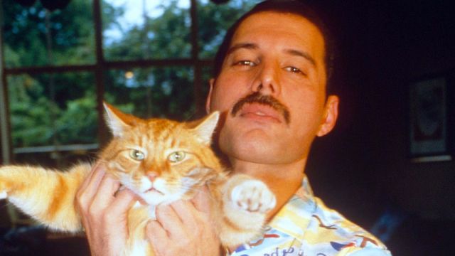 Vignette du programme télé Freddie Mercury, the Great Pretender