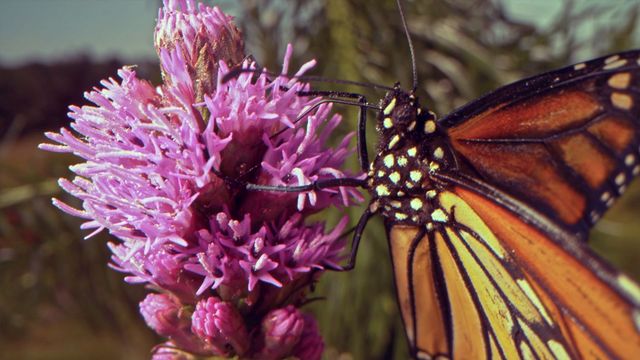 Vignette du programme télé Les insectes, super-héros en minuscule - Saison 1