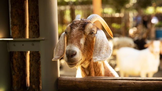 Vignette du programme télé Le zoo de San Diego