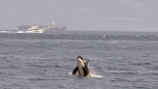 Vignette du programme télé Orques de Gibraltar : D'étranges attaques