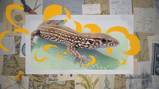Vignette du programme télé Darwin express - Les nouveaux défis de l'évolution
