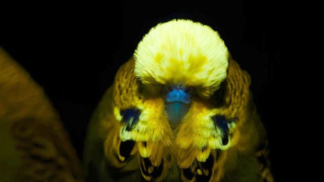 Vignette du programme télé La vie en fluo : Briller pour s'unir