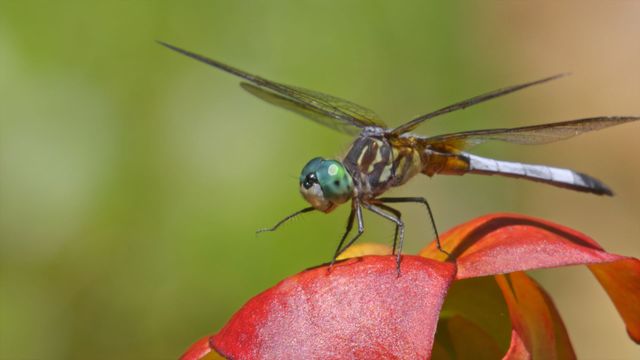 Vignette du programme télé Les insectes, super-héros en minuscule - Saison 1