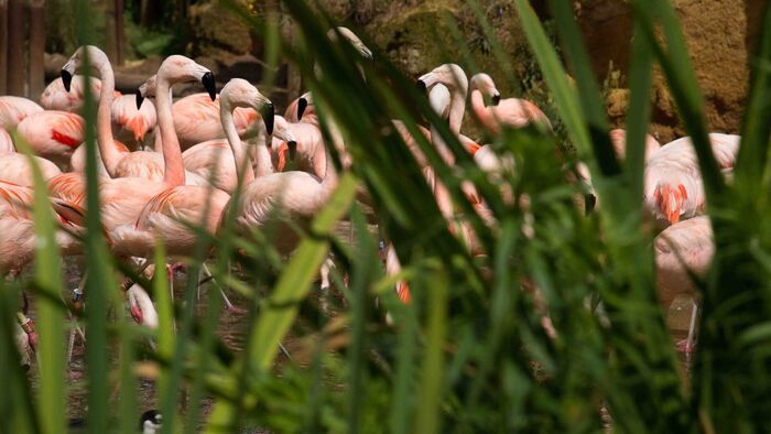 Vignette du programme télé Zoo : le défi de demain