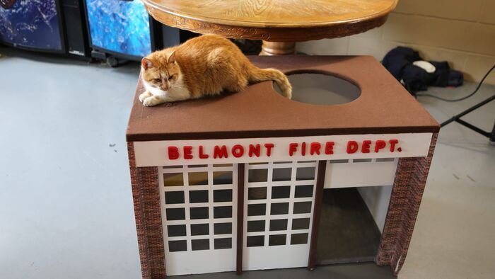 Vignette du programme télé Hell's Cat : mon chat est un cauchemar