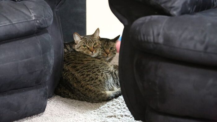 Vignette du programme télé Hell's Cat : mon chat est un cauchemar
