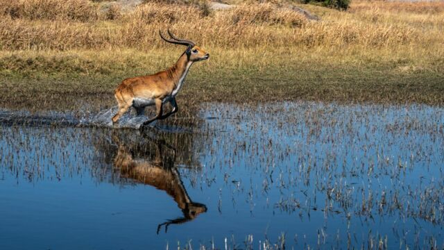 Vignette du programme télé Okavango, le fleuve-vie