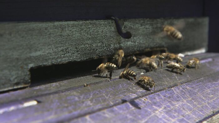 Vignette du programme télé Les maîtres des abeilles