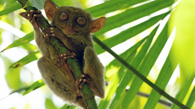 Vignette du programme télé L&#039;archipel des Philippines