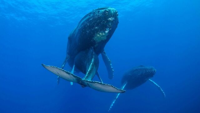 Vignette du programme télé La sagesse des baleines